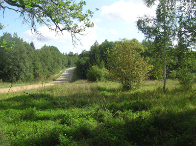 Вид из усадьбы Л. А. Блока на дорогу в направлении д. Марьинско